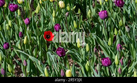 Eine rote Mohnblume im Tullipfield Stockfoto