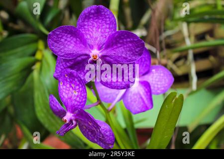 Nahaufnahme einer vollmundigen, weiß gepunkteten lilafarbenen Orchidee im August der Orchideenkollektion in Peradeniya, Sri Lanka. Stockfoto