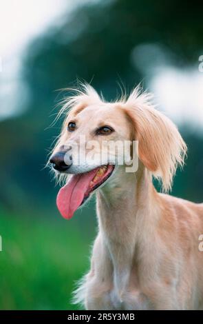 Saluki, Persischer Windhund Stockfoto