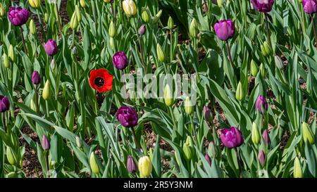 Eine rote Mohnblume im Tullipfield Stockfoto
