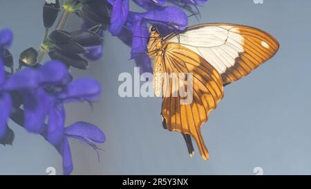 „Fesselndes Kaleidoskop: Ballett der Schmetterlinge im botanischen Schmetterlingsgarten“ Stockfoto