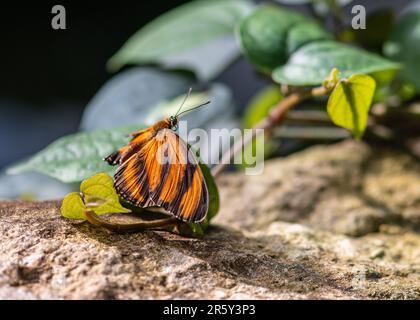 „Fesselndes Kaleidoskop: Ballett der Schmetterlinge im botanischen Schmetterlingsgarten“ Stockfoto