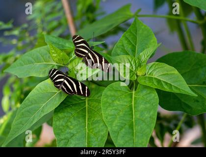 „Fesselndes Kaleidoskop: Ballett der Schmetterlinge im botanischen Schmetterlingsgarten“ Stockfoto