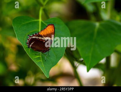 „Fesselndes Kaleidoskop: Ballett der Schmetterlinge im botanischen Schmetterlingsgarten“ Stockfoto