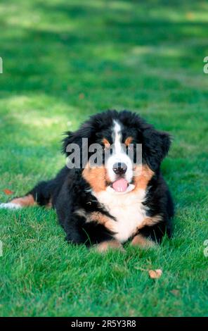 Berner Berghund, Hündchen, 12 Wochen alt, Berner Berghund, Hündchen, 12 Wochen alt (Säugetiere) (Tiere) (Haushund) (Haustier) (im Freien) Stockfoto