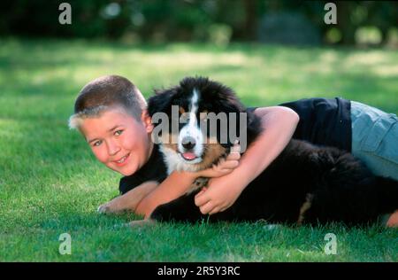 Junge mit Berner Berghund, Hündchen, 12 Wochen Stockfoto