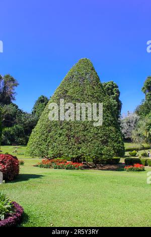 Peradeniya Royal Botanic Gardens in der Nähe von Kandy, Sri Lanka. Stockfoto