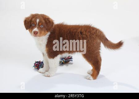 Australian Shepherd, Hündchen, Red-Tri, 9 Wochen, lateral Stockfoto