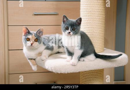 Britische Kurzhaarkatze, blau-cremeweiß und Kätzchen, blau-weiß, schwarz Stockfoto