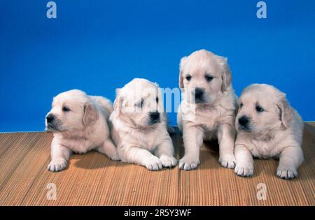 Golden Retriever, Welpen, 5 Wochen Stockfoto