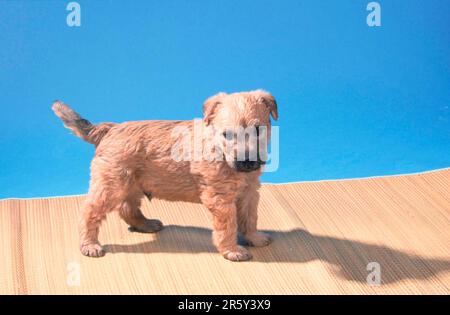 Irish Soft Coated Wheaten Terrier, Welpe, 5 Wochen alt, Säugetiere, Säugetiere, Tiere, Haustier, Haustier, Haustier, Haustier, studio, junges Tier Stockfoto