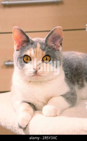 British Shorthair Cat, blau-cremeweiß Stockfoto