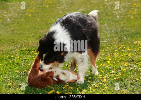 Australian Shepherd, Black-Tri, mit Hündchen, Red-Tri, 9 Wochen Stockfoto