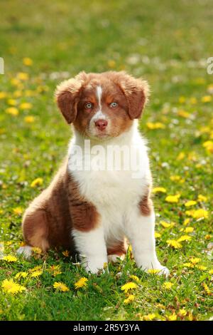 Australian Shepherd, Hündchen, Red-Tri, 9 Wochen Stockfoto