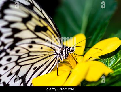 „Fesselndes Kaleidoskop: Ballett der Schmetterlinge im botanischen Schmetterlingsgarten“ Stockfoto