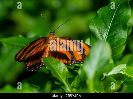 „Fesselndes Kaleidoskop: Ballett der Schmetterlinge im botanischen Schmetterlingsgarten“ Stockfoto