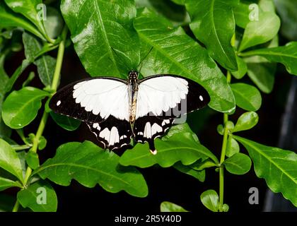 „Fesselndes Kaleidoskop: Ballett der Schmetterlinge im botanischen Schmetterlingsgarten“ Stockfoto