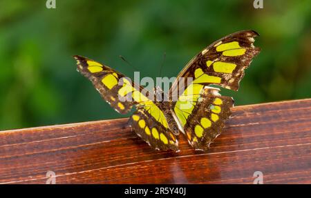 „Fesselndes Kaleidoskop: Ballett der Schmetterlinge im botanischen Schmetterlingsgarten“ Stockfoto