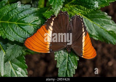 „Fesselndes Kaleidoskop: Ballett der Schmetterlinge im botanischen Schmetterlingsgarten“ Stockfoto