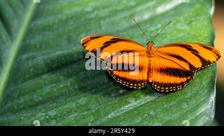 „Fesselndes Kaleidoskop: Ballett der Schmetterlinge im botanischen Schmetterlingsgarten“ Stockfoto