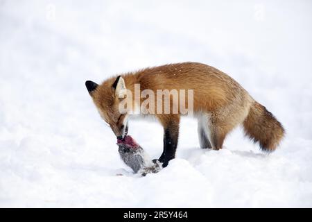 Amerikanischer Rotfuchs (Vulpes vulpes fulva) mit gefangenem grauem Eichhörnchen, Montreal, amerikanischem Rotfuchs, grauem Eichhörnchen, Kanada Stockfoto