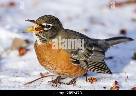 Amerikanisches Robin (Turdus migratorius), amerikanisches Robin, Kanada Stockfoto