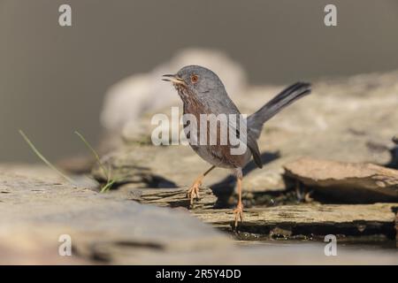 Dartford Warbler (Sylvia undata), Spanien Stockfoto