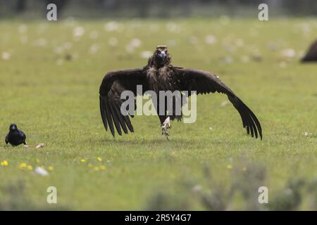 Aegypius monachus, Spanien Stockfoto