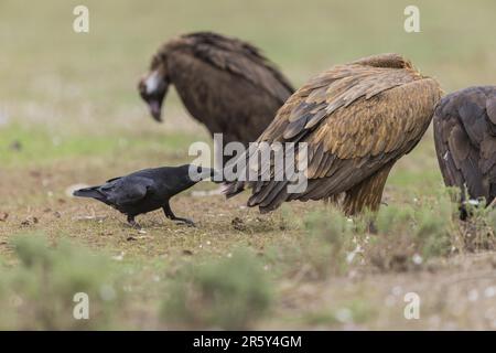 Griffon vultue und Raben, Spanien (Gyps fulvus und Corvus corax) Stockfoto