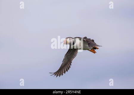 Puffin (Fratercula arctica), GB, Farne-Inseln Stockfoto