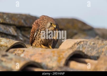 Lesser Kestrel (Falco naumanni) f mit Scolopender, Spanien Stockfoto