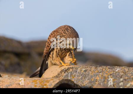 Lesser Kestrel (Falco naumanni) f mit Scolopender, Spanien Stockfoto