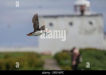 Puffin (Fratercula arctica), GB, Farne-Inseln Stockfoto