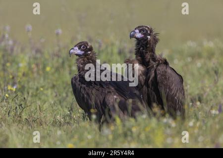 Aegypius monachus, Spanien Stockfoto