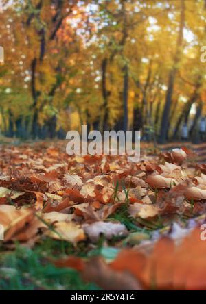 Gelbe, orangefarbene und braune Blätter auf grünem Gras, hinter Bäumen. Herbstpark Stockfoto