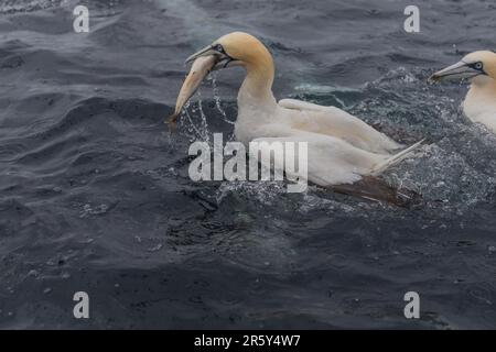 Tölpel-Fütterung, Shetlands, Noss Head (Morus bassanus) Stockfoto