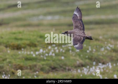 Puffin, GB, Shetlands, Unst (Stercorarius skua) Stockfoto