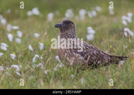 Puffin, GB, Shetlands, Unst (Stercorarius skua) Stockfoto