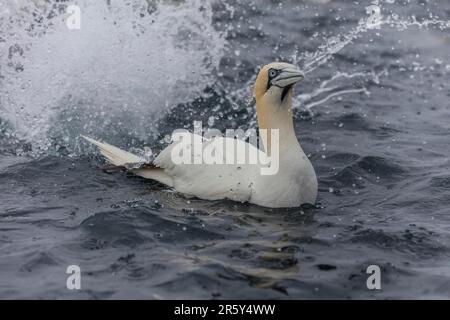 Tölpel-Fütterung, Shetlands, Noss Head (Morus bassanus) Stockfoto