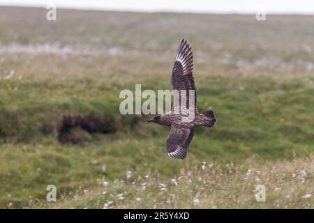 Puffin, GB, Shetlands, Unst (Stercorarius skua) Stockfoto