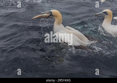 Tölpel-Fütterung, Shetlands, Noss Head (Morus bassanus) Stockfoto