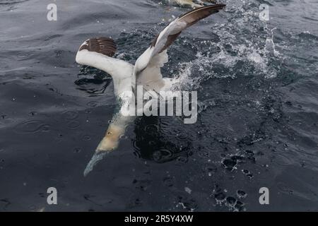 Tölpel-Fütterung, Shetlands, Noss Head (Morus bassanus) Stockfoto