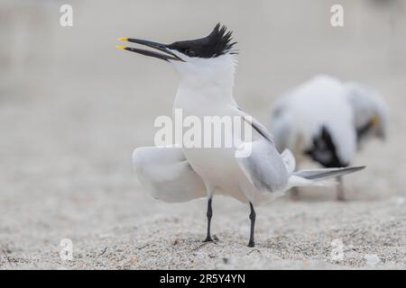 Sandwichtern (Thalasseus sandvicensis), USA, Florida Stockfoto