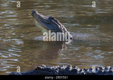 Amerikanischer Alligator (Alligator mississippiensis), Florida, Gatorland, USA Stockfoto