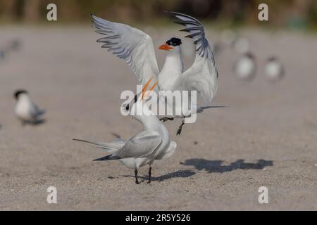 Royal Tern (Sterna maxima), Florida, USA Stockfoto