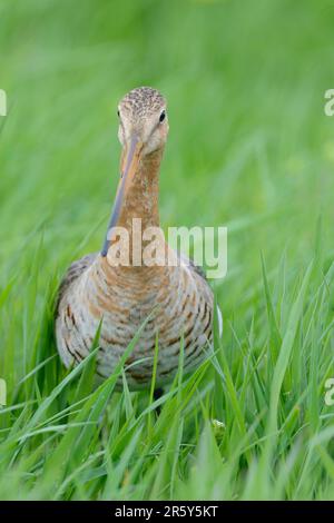 Schwarzschwanzgott (Limosa limosa), weibliche Insel Texel, Niederlande Stockfoto