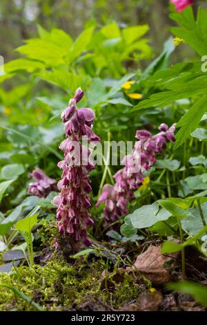 Die Pflanze Lathraea squamaria ist ein Parasit in den Wäldern Europas. Rosafarbene Blüten aus blühenden gewöhnlichen Zahnwürzen im Wald, parasitäre Pflanze wächst auf Tre Stockfoto