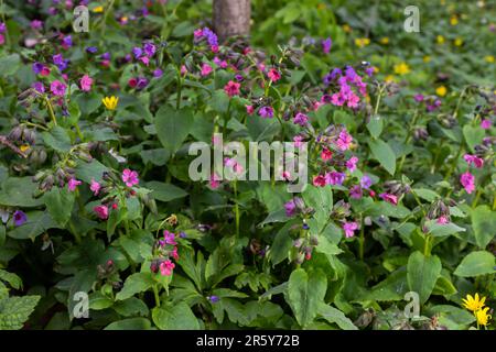 Die Blüte der hellen Pulmonaria im Frühling. Lungenkraut. Blüten verschiedener Violetttöne in einer Blüte. Honigpflanze. Die erste Frühlingsblume. Pu Stockfoto