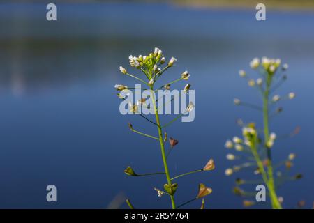 Capsella bursa-pastoris, bekannt als Schäfertasche. Weit verbreitetes und gebräuchliches Unkraut in Agrar- und Gartenpflanzen. Heilpflanze in natürlicher Umgebung. Stockfoto