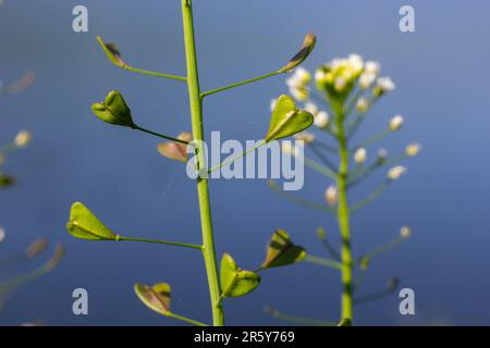 Capsella bursa-pastoris, bekannt als Schäfertasche. Weit verbreitetes und gebräuchliches Unkraut in Agrar- und Gartenpflanzen. Heilpflanze in natürlicher Umgebung. Stockfoto